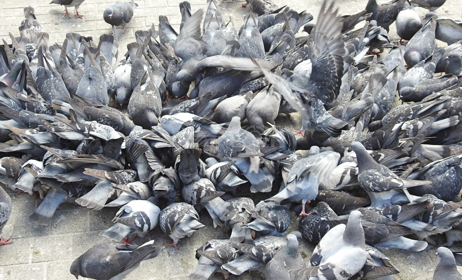 Pigeon infestation on a Phoenix Valley property