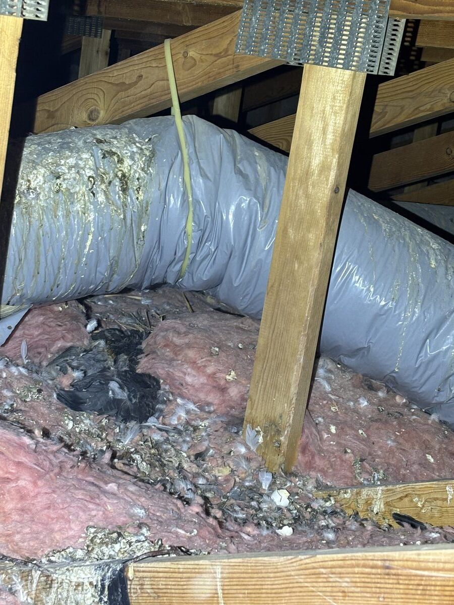 Bare attic after HEPA vacuuming and detail cleaning