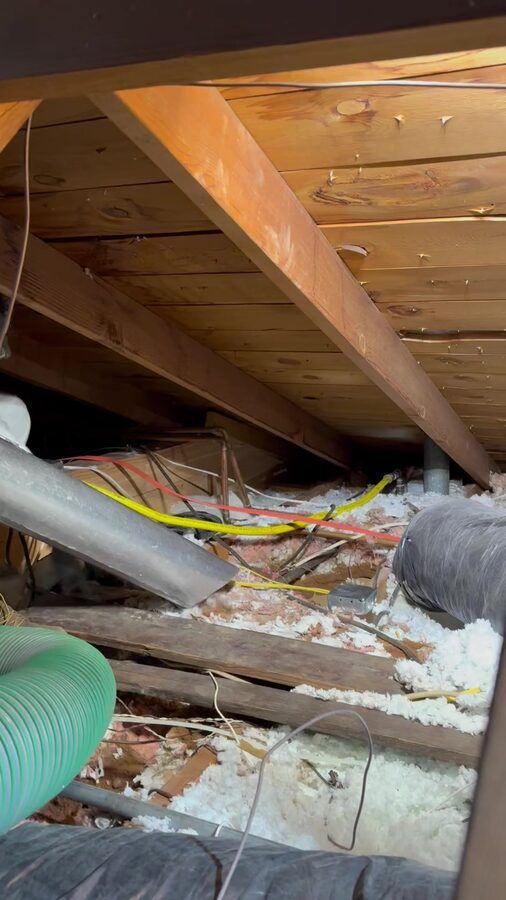 Attic pest damage in historic district home