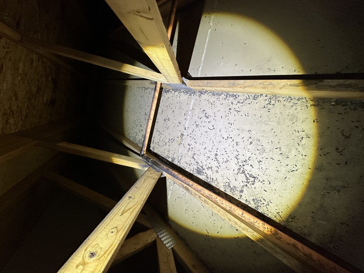 Ventilation duct cleared of pigeon nesting material