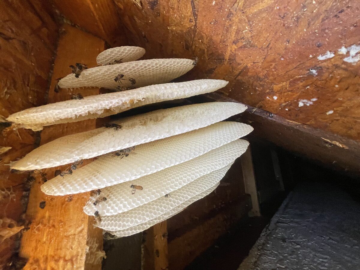 Bee control photo 6