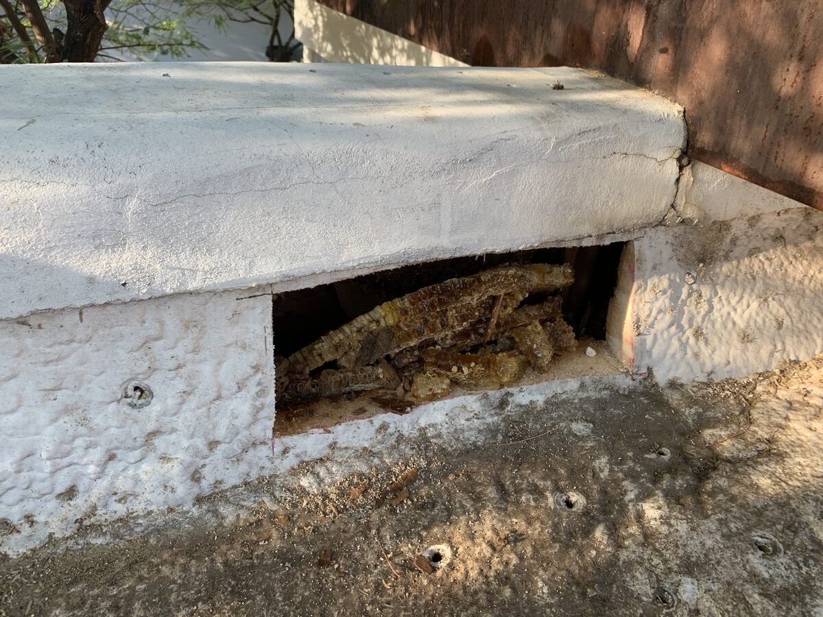 Bee control photo 7