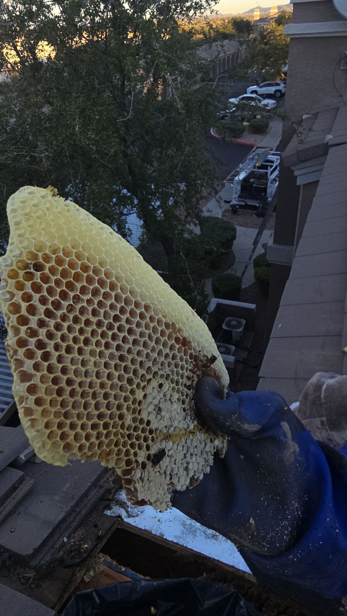 Comb Removal - photo 005