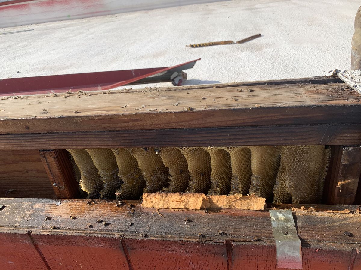 Comb Removal - photo 048
