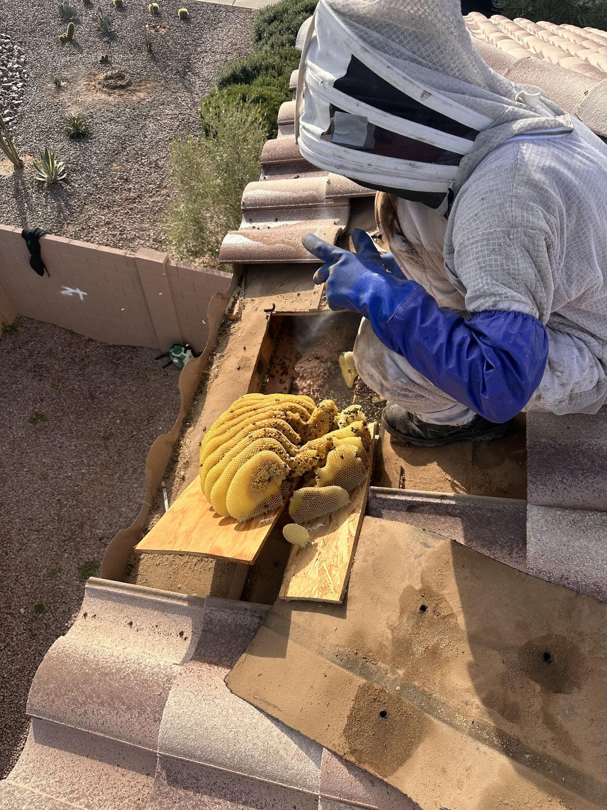 Comb Removal - photo 063
