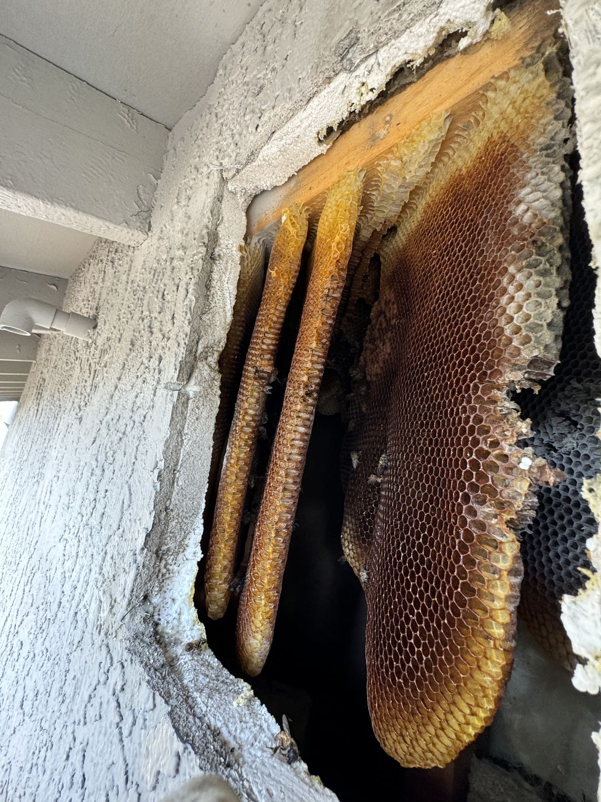 Comb Removal - photo 070