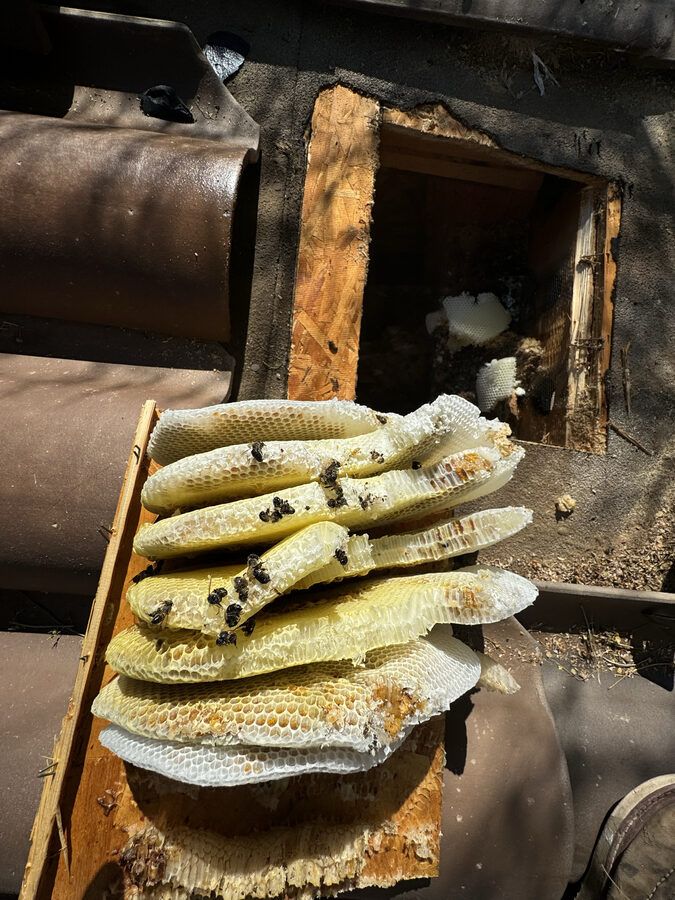 Bee hive extraction from attic access point