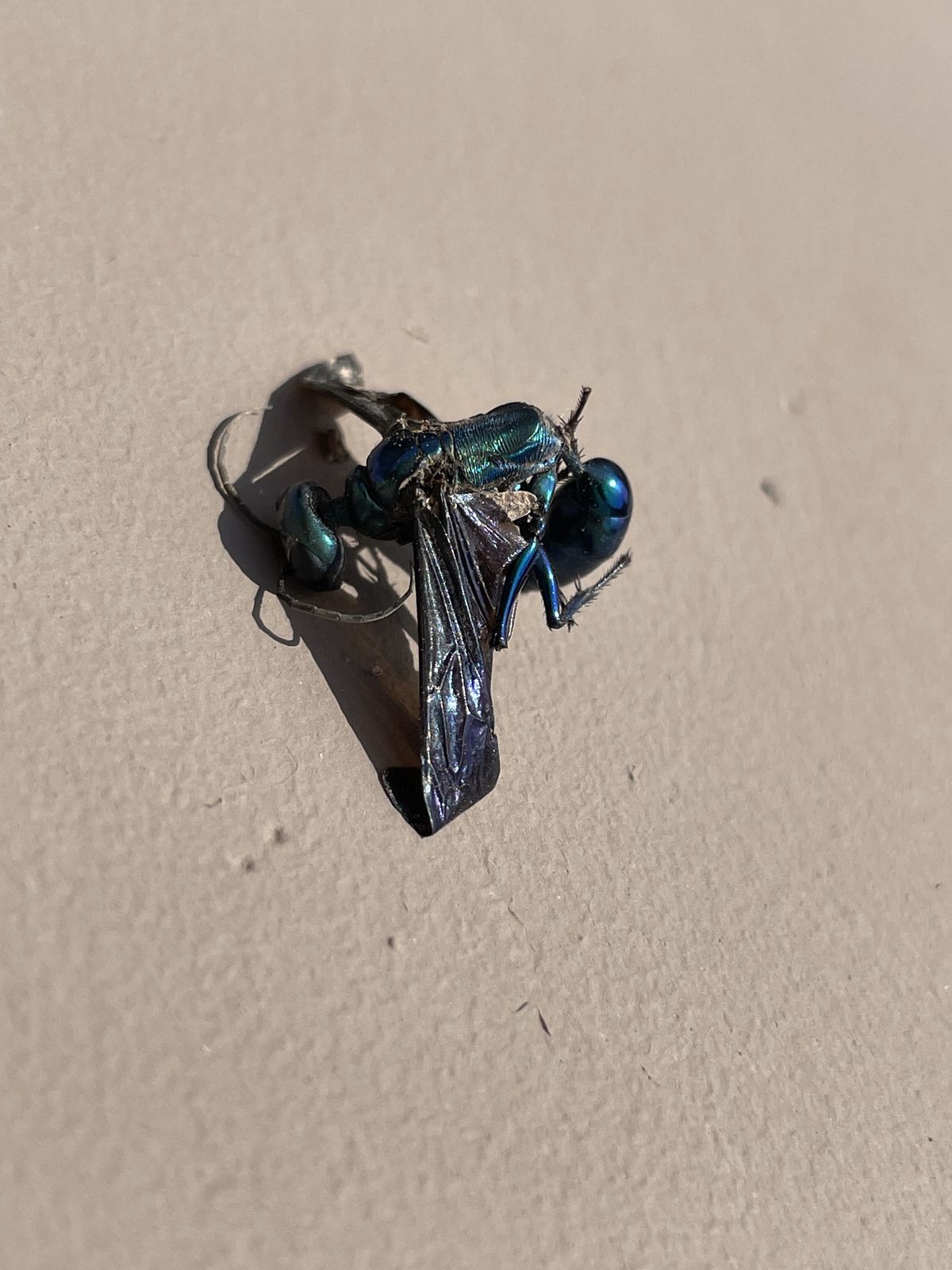 Beetles Ants Crickets - photo 001