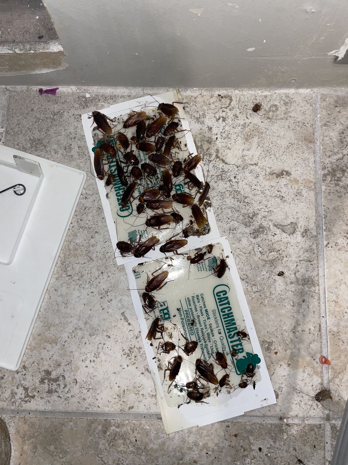 Cockroaches - photo 006