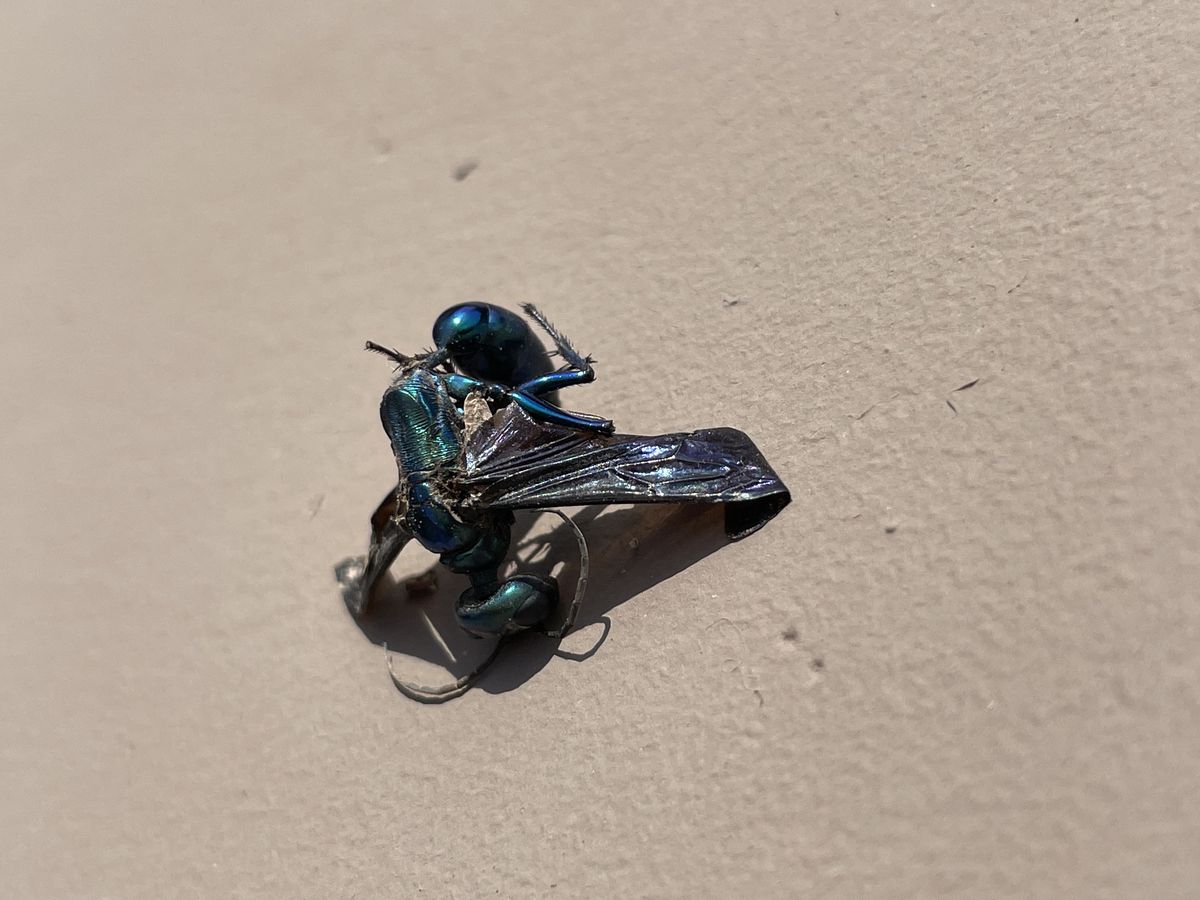 General pest control photo 1