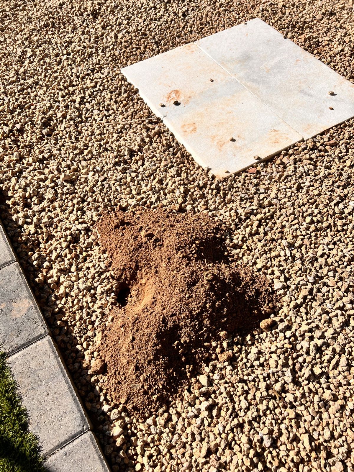 Gopher control photo 15