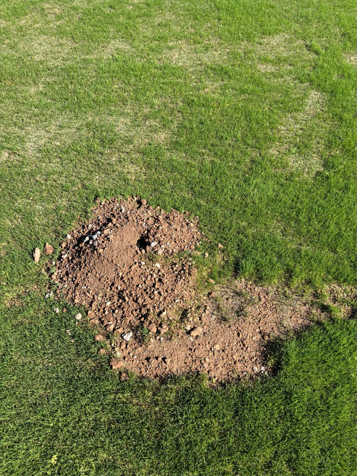 Gopher mound with excavated soil on desert property in North Phoenix