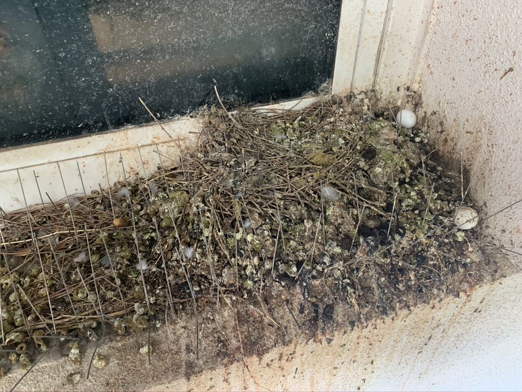 Pigeon Feces Damage - photo 6