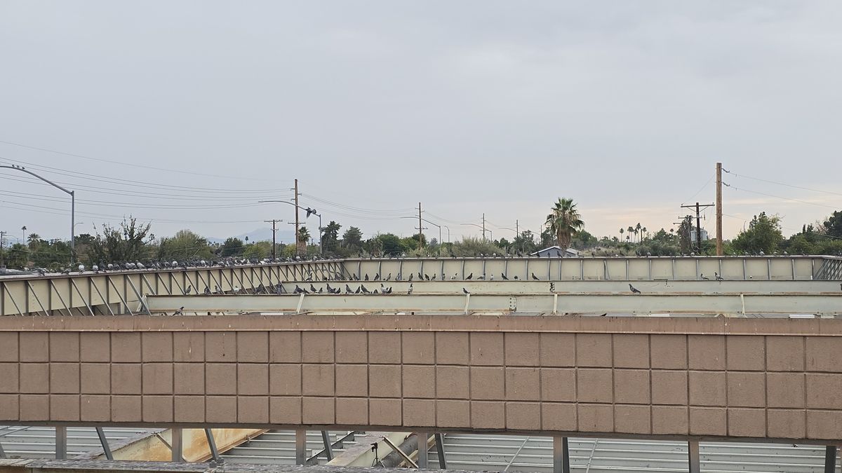 Pigeon Feces Damage - photo 10