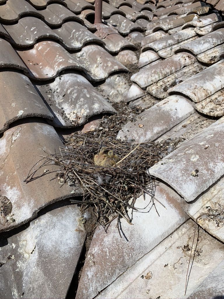 Pigeon Feces Damage - photo 18