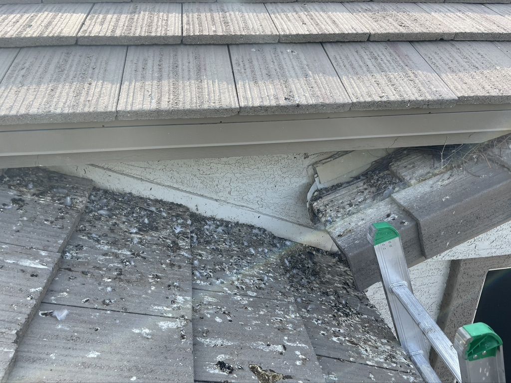 Pigeon Feces Damage - photo 19