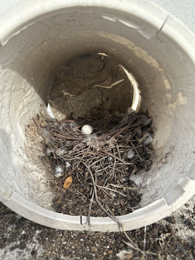 Pigeon Feces Damage - photo 48