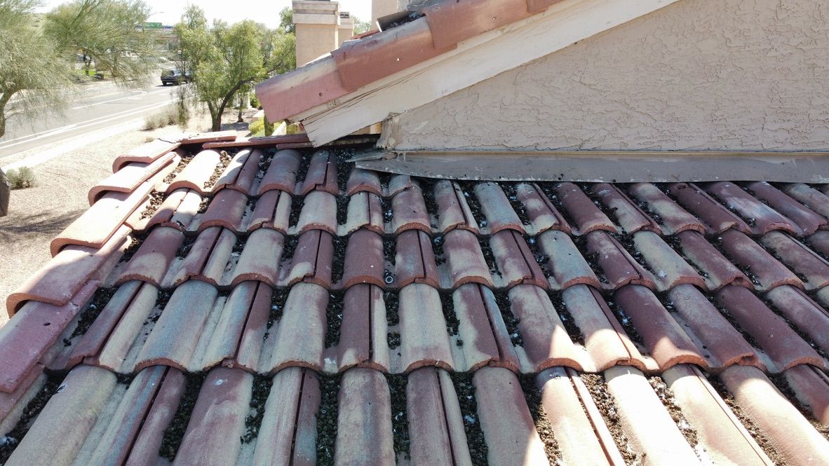 Pigeon Feces Damage - photo 49