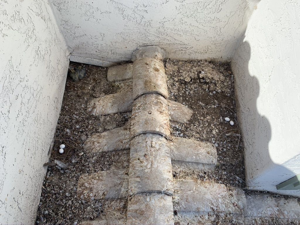 Pigeon Feces Damage - photo 61