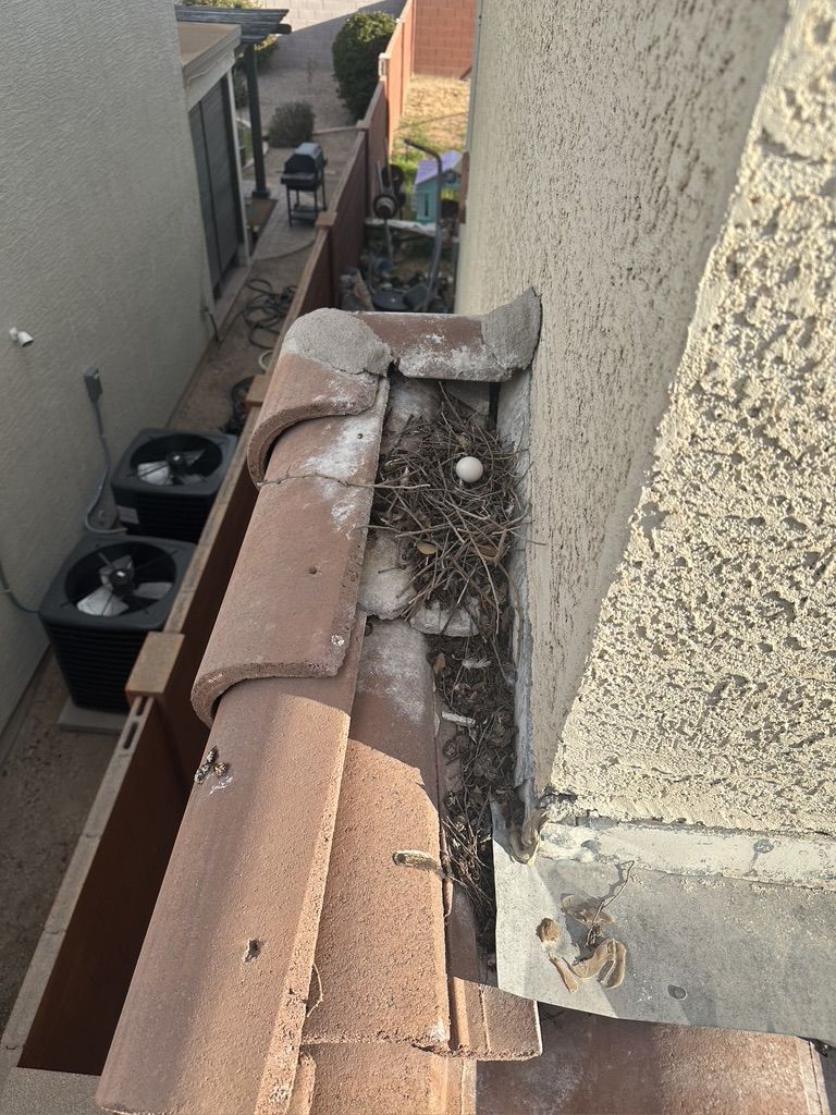 Pigeon Feces Damage - photo 72