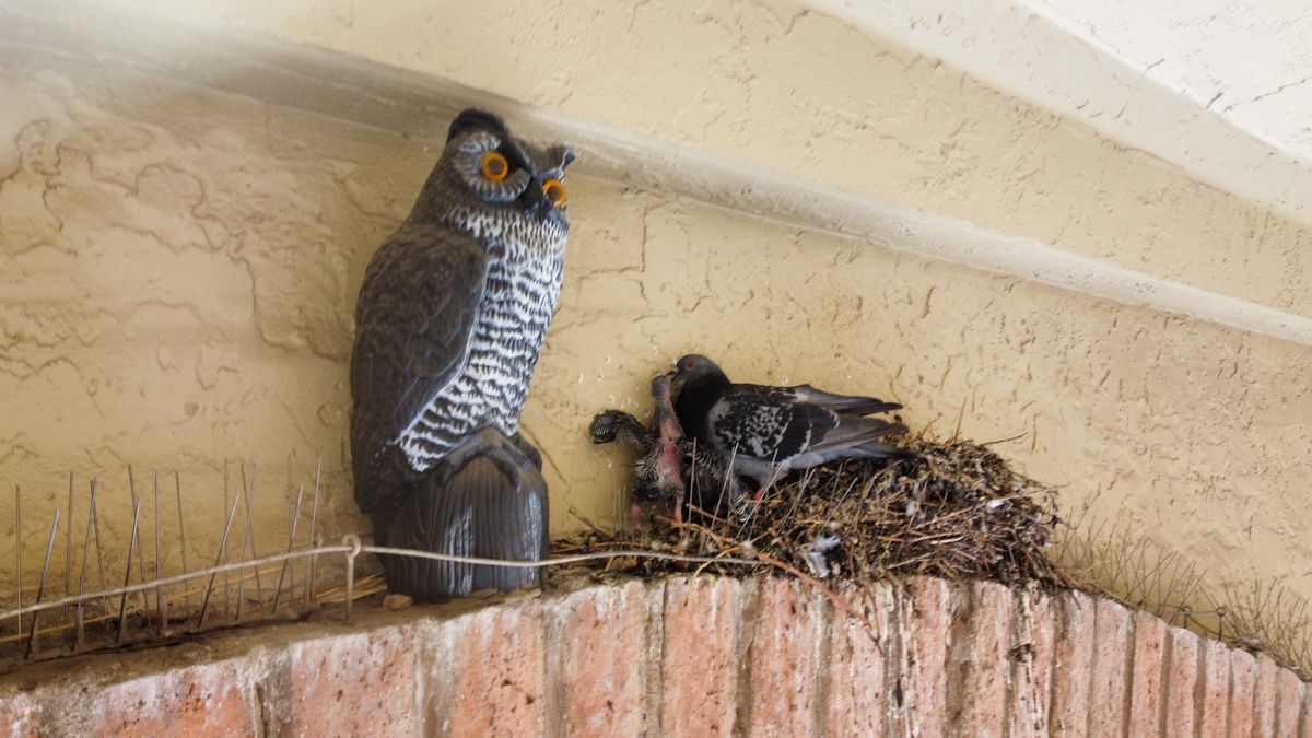 Pigeon Feces Damage - photo 103