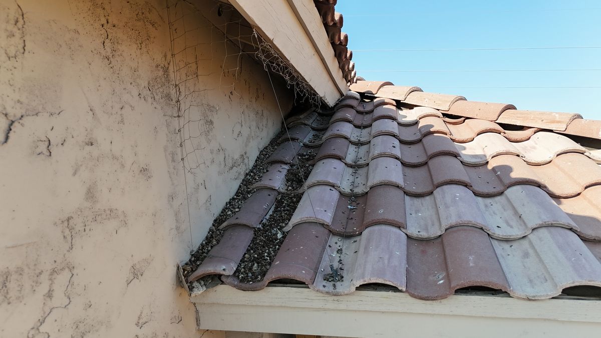 Pigeon Feces Damage - photo 107