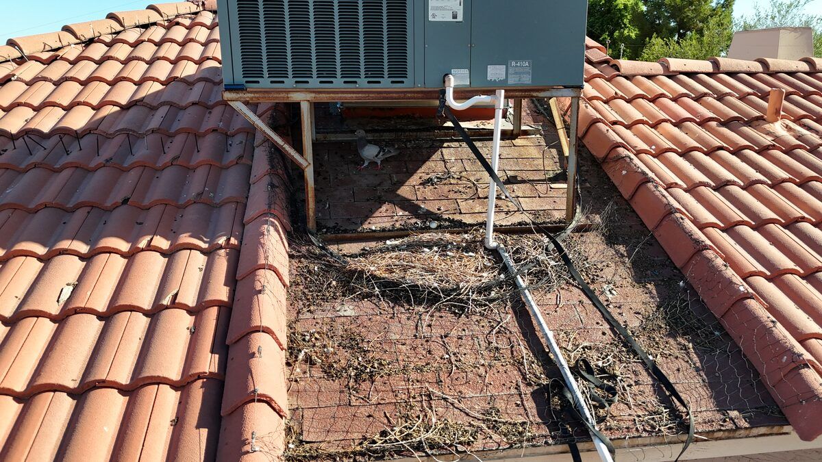 Pigeon infestation on HVAC rooftop from a drone inspection