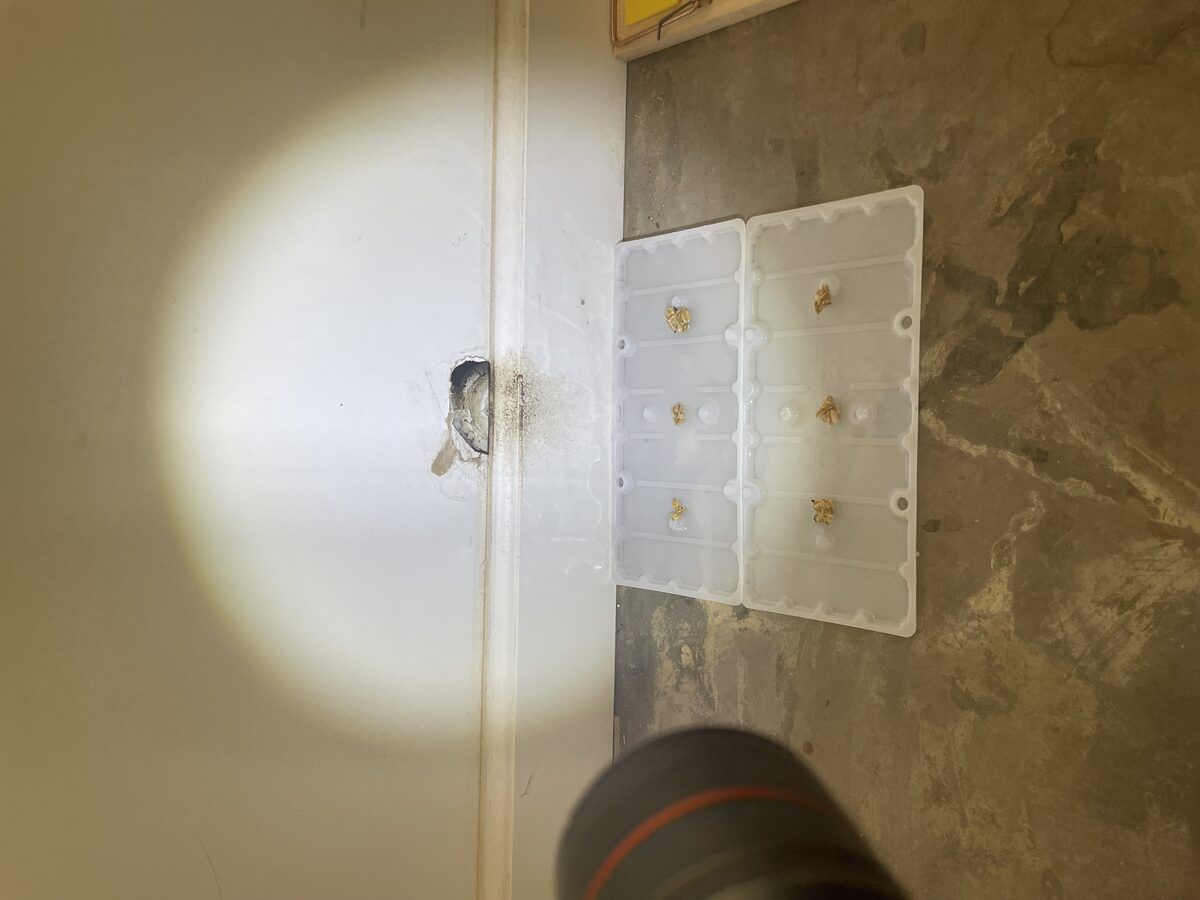 Rodent control photo 3