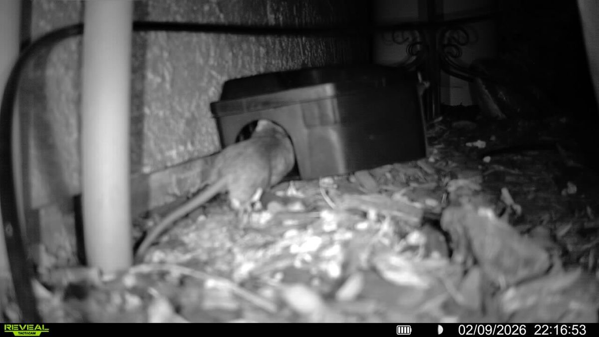 Rodent Infestation Feces - photo 002