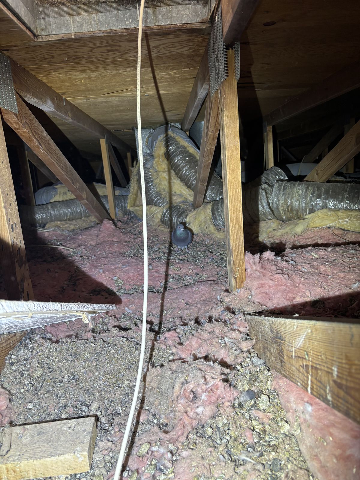 Rodent Infestation Feces - photo 004