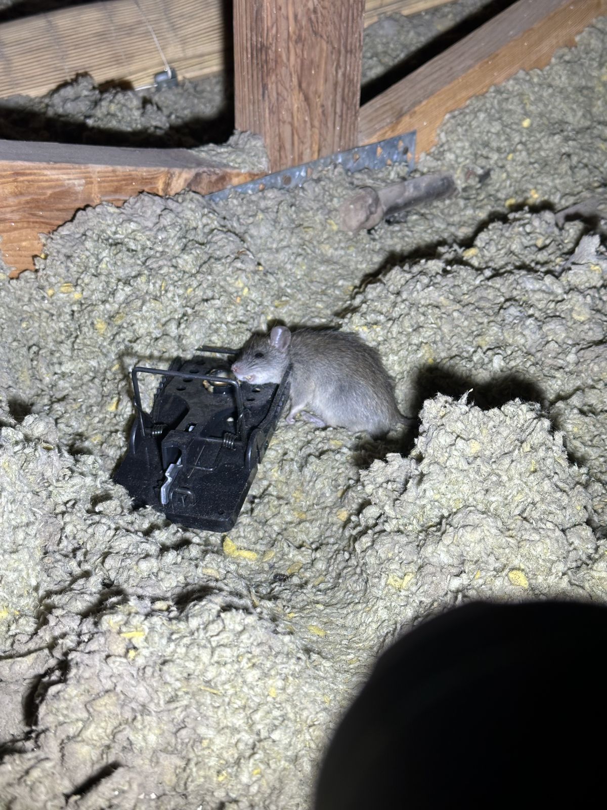 Rodent Infestation Feces - photo 014