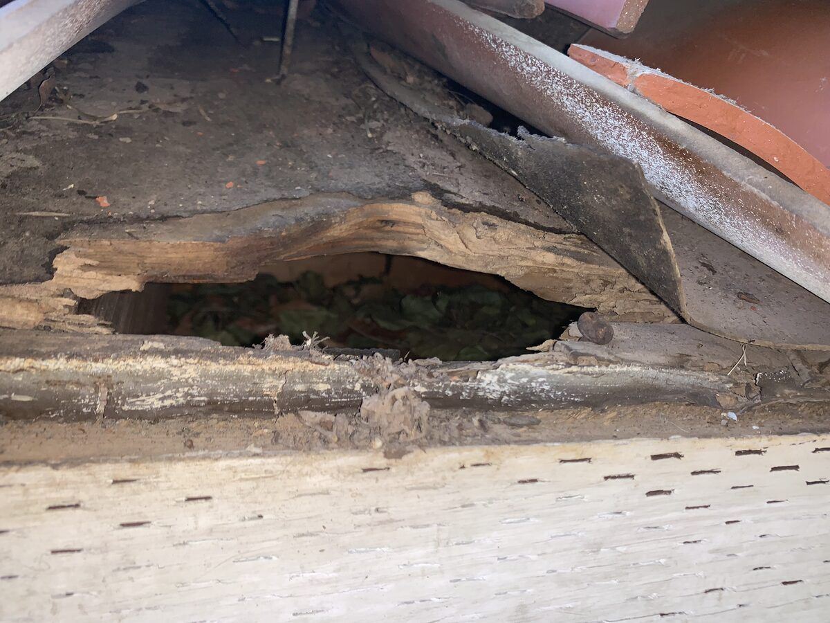 Roof rat entry point at eave gap sealed during exclusion