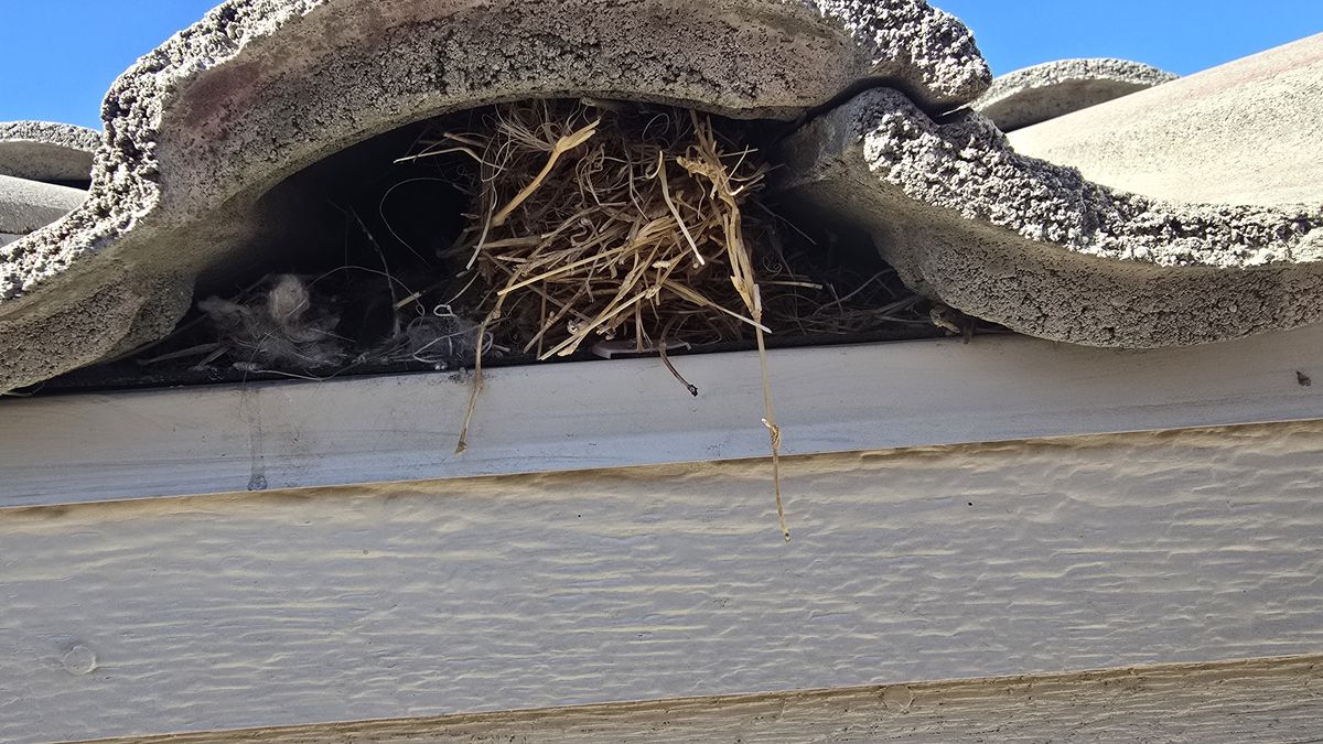 Small bird exclusion netting installation on residential property to prevent sparrow and starling nesting in Phoenix Valley AZ