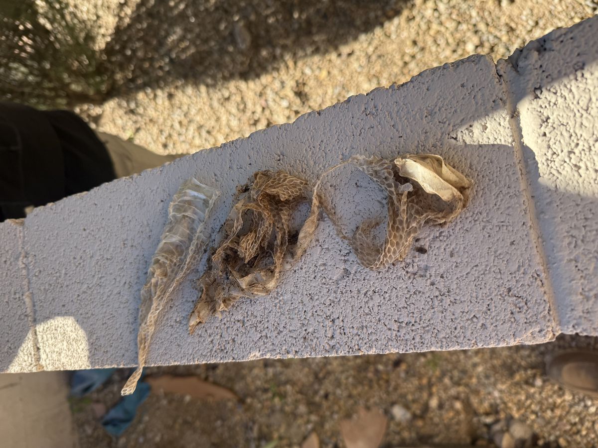 Snake removal and control photo 4