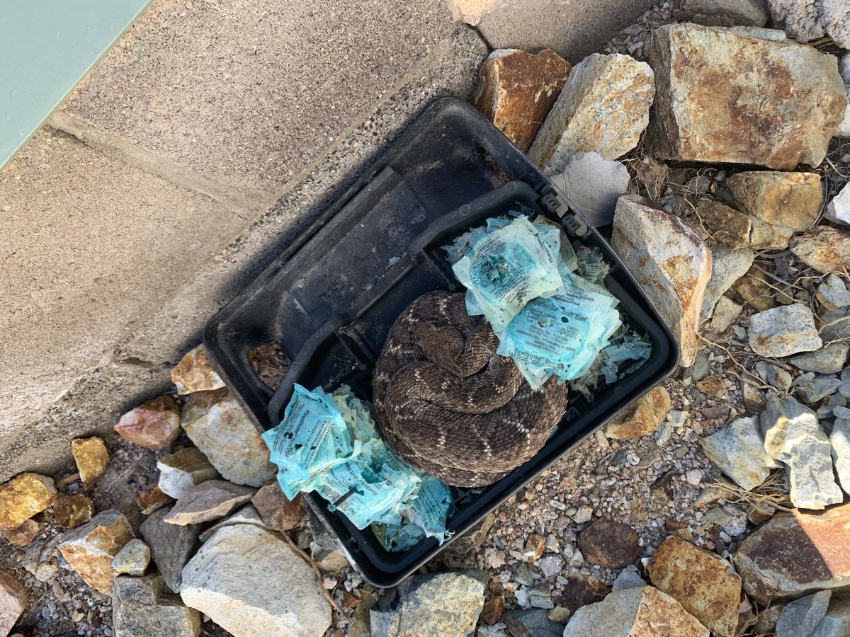 Snake removal and control photo 5