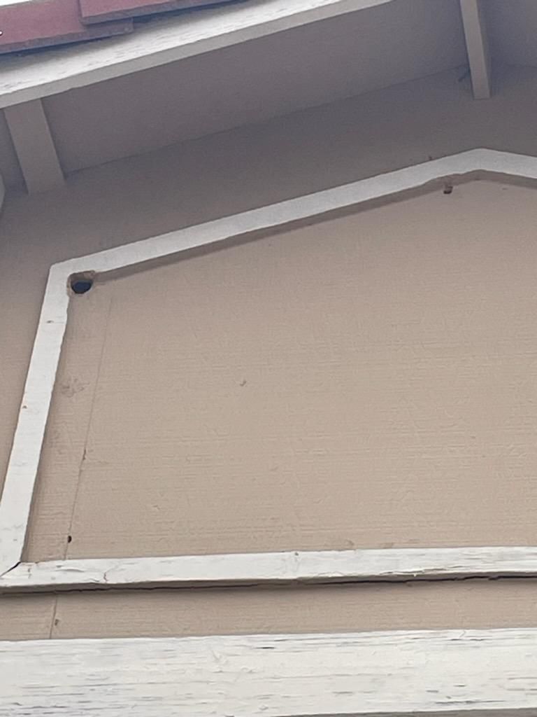 Woodpecker damage and deterrent photo 1