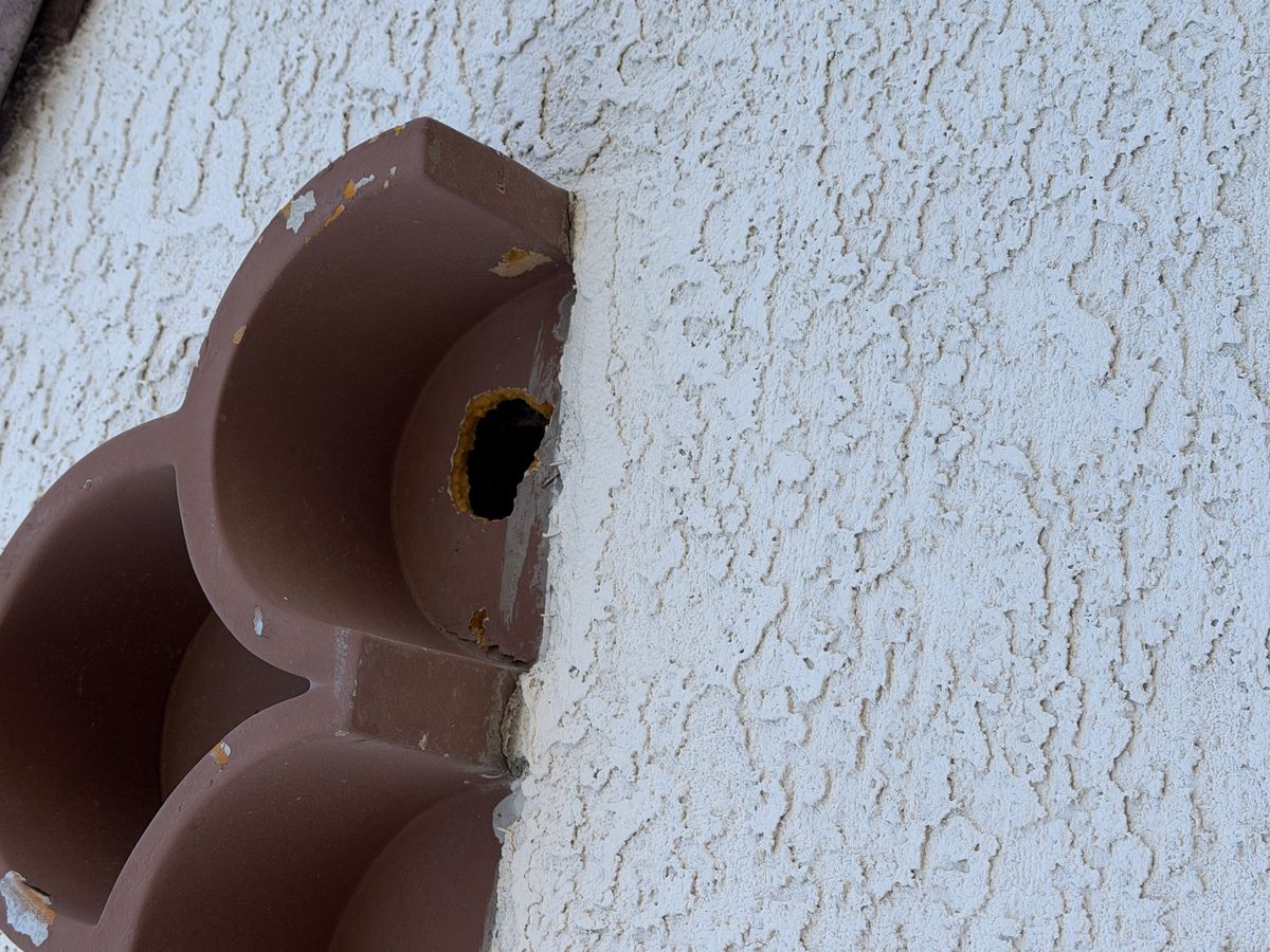 Woodpecker damage and deterrent photo 2