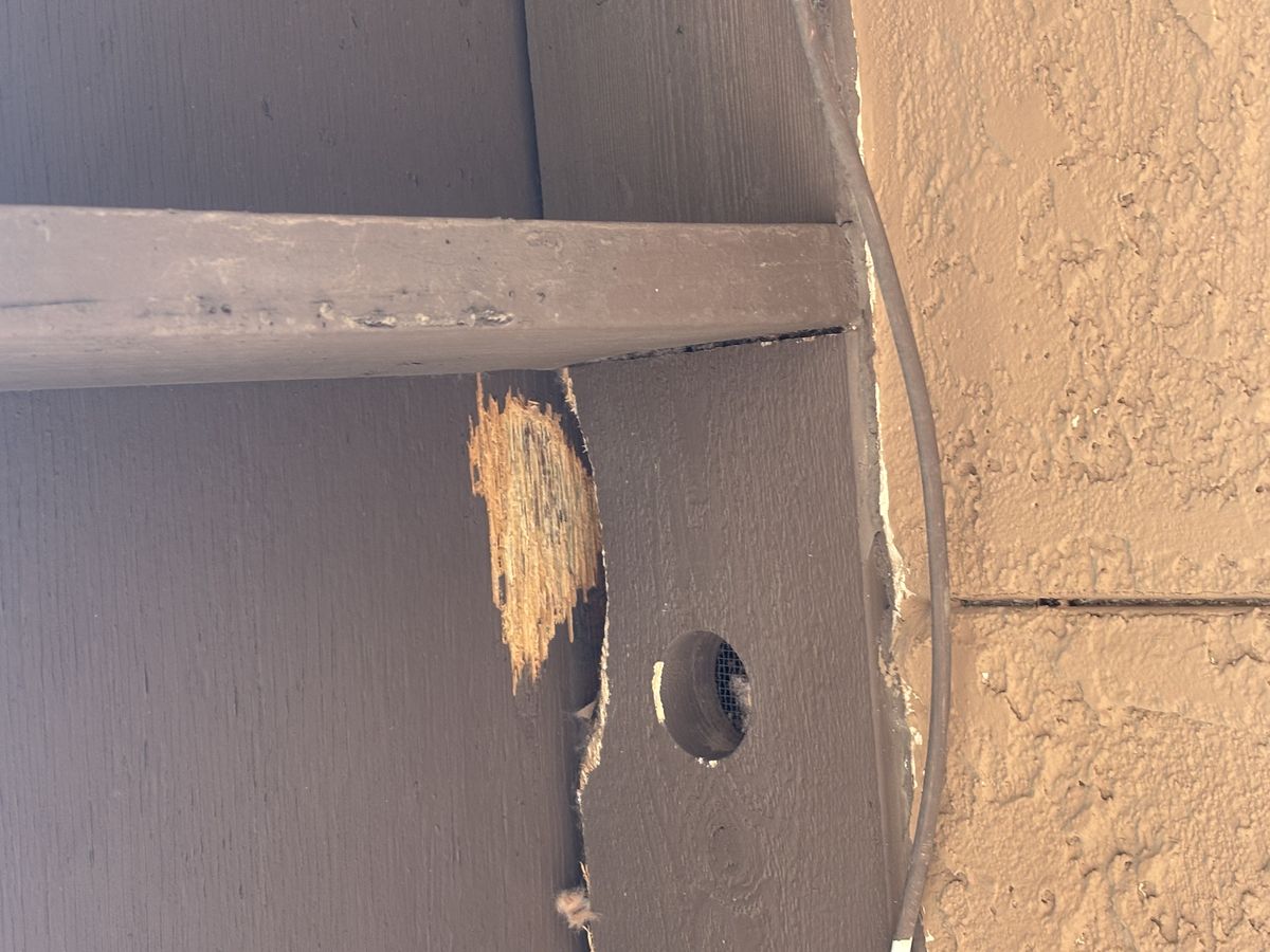Woodpecker damage and deterrent photo 4