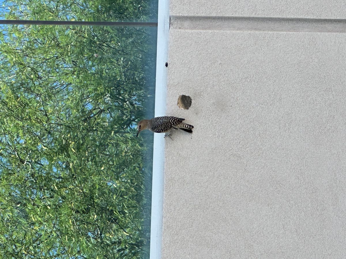 Woodpecker damage and deterrent photo 7